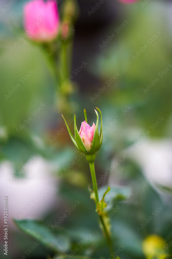 A pink rosebud about to bloom A pink rosebud about to bloom