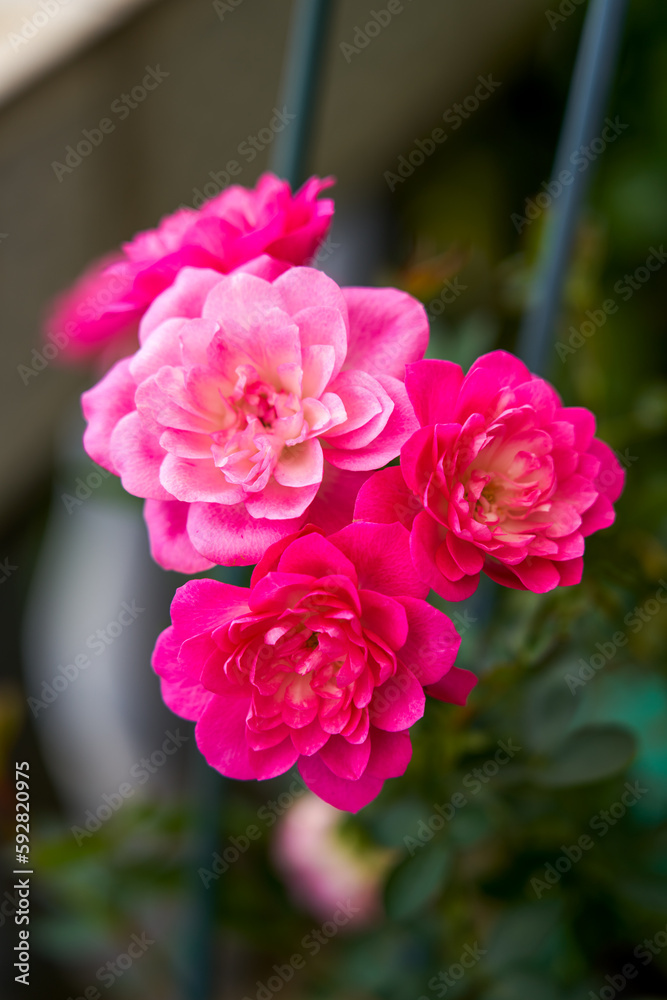 Beautiful blooming pink rose flower planted in the garden