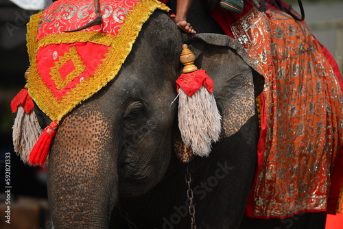 A couple riding elephant in Ayutthaya, Thailand