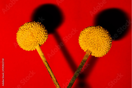 100mm Macro Billy Buttons Craspedia globosa yellow flowers crossed on red background  photo