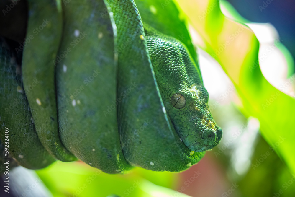 The green tree python (Morelia viridis) is a species of snake in the ...