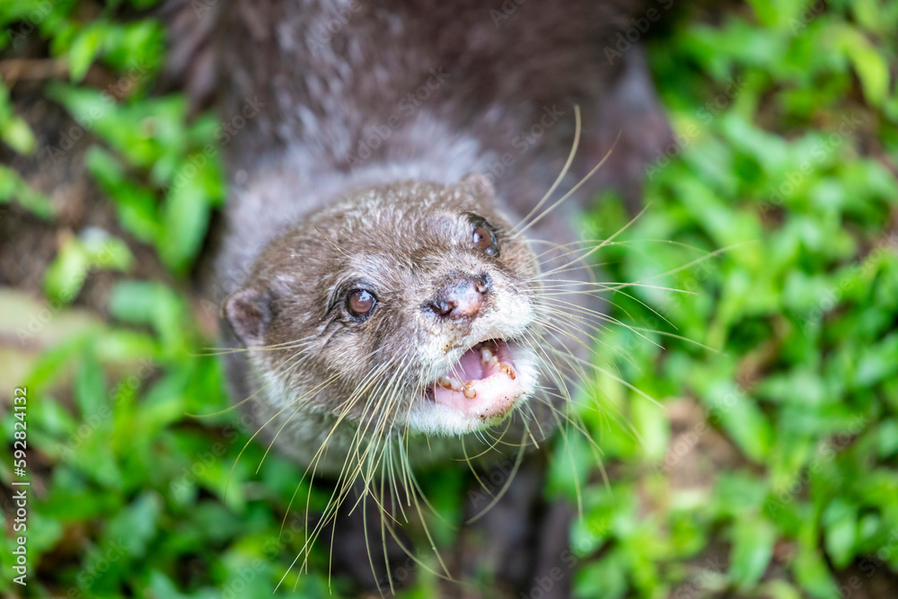 The small clawed otter (Amblonyx cinereus) looks at camera.
A semiaquatic mammal native to inhabits mangrove swamps and freshwater wetlands in South and Southeast Asia, the smallest otter species. The small clawed otter (Amblonyx cinereus) looks at camera.
A semiaquatic mammal native to inhabits mangrove swamps and freshwater wetlands in South and Southeast Asia, the smallest otter species.