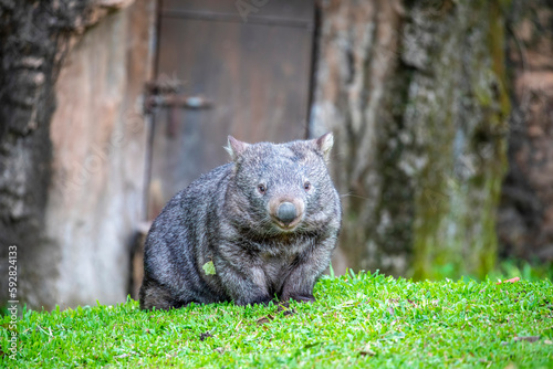 Quadro su tela The common wombat (Vombatus ursinus) is a marsupial