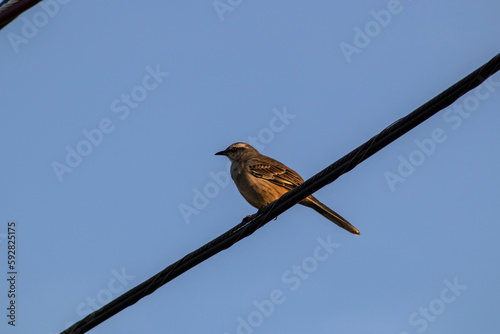 Sparrow (Passer domesticus) perched on the electric wire of the city in Brazil