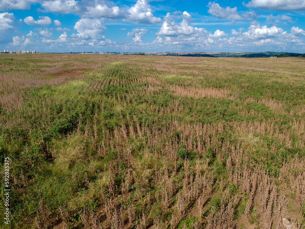 Aerial view of a mature soybean plantation, ready for harvest, but with many weeds of different types spread throughout the field, 