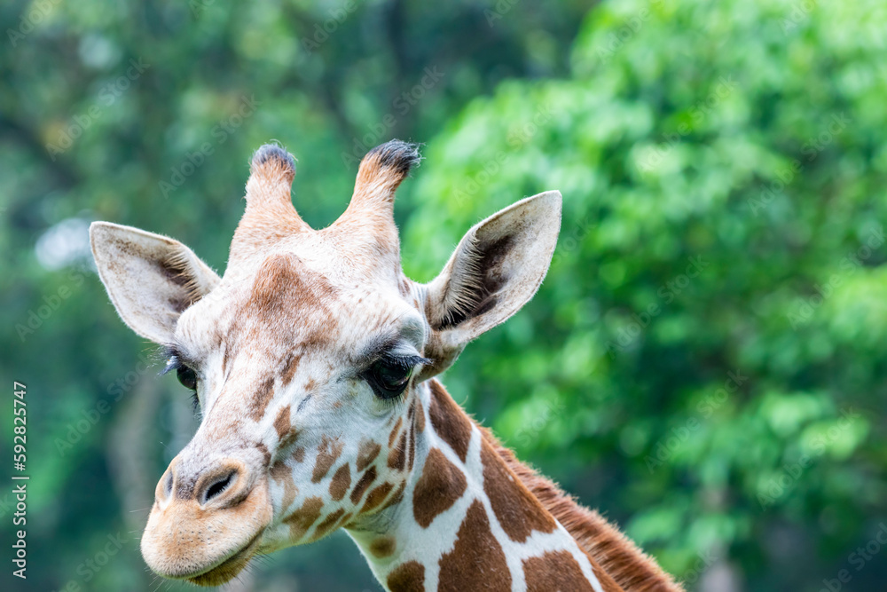 the closeup image of giraffe. A tall African hoofed mammal belonging to the genus Giraffa. It is the tallest living terrestrial animal and the largest ruminant on Earth. the closeup image of giraffe. A tall African hoofed mammal belonging to the genus Giraffa. It is the tallest living terrestrial animal and the largest ruminant on Earth.