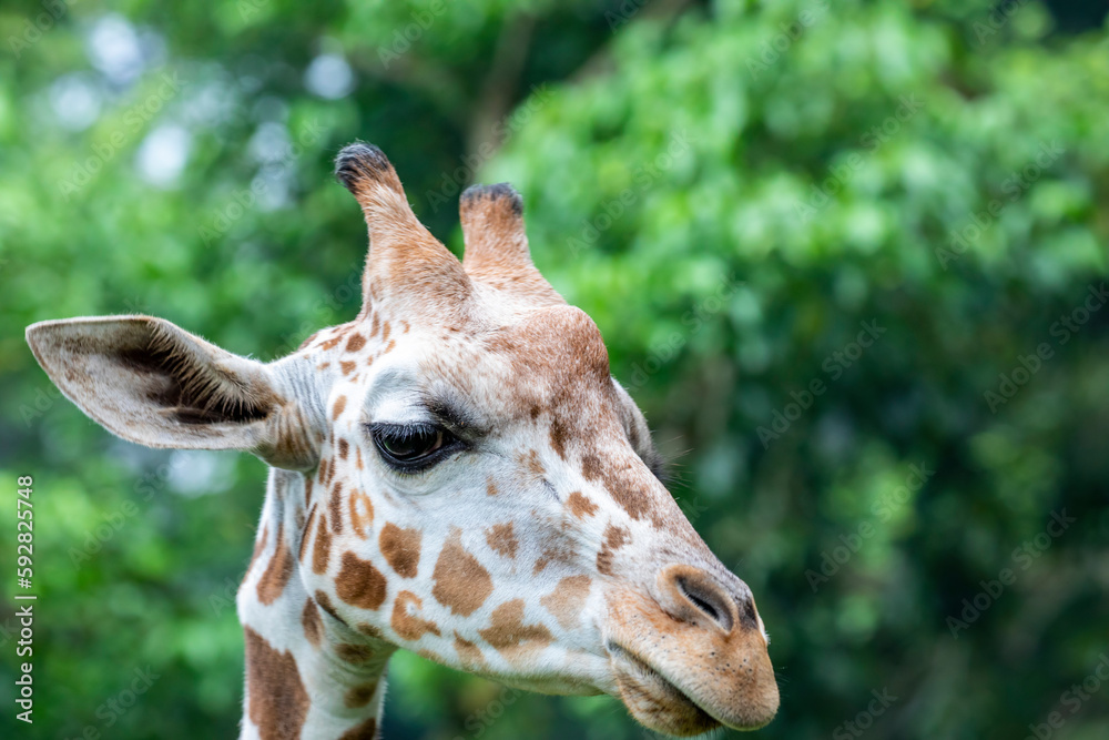 the closeup image of giraffe. A tall African hoofed mammal belonging to the genus Giraffa. It is the tallest living terrestrial animal and the largest ruminant on Earth. 