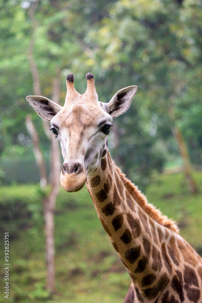 the closeup image of giraffe. A tall African hoofed mammal belonging to the genus Giraffa. It is the tallest living terrestrial animal and the largest ruminant on Earth. the closeup image of giraffe. A tall African hoofed mammal belonging to the genus Giraffa. It is the tallest living terrestrial animal and the largest ruminant on Earth.