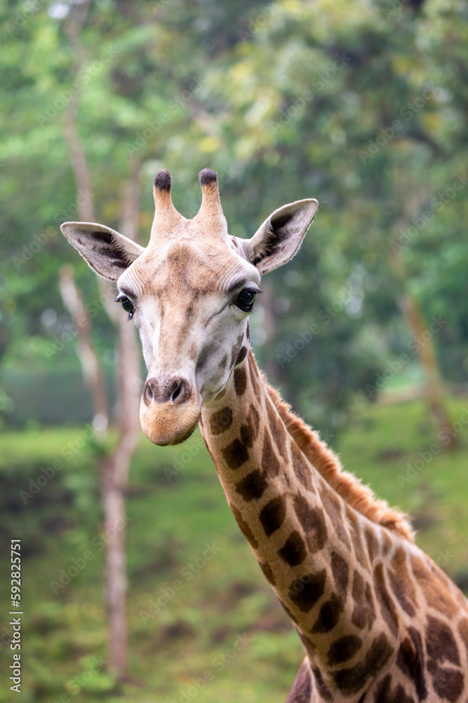 the closeup image of giraffe. A tall African hoofed mammal belonging to the genus Giraffa. It is the tallest living terrestrial animal and the largest ruminant on Earth. 