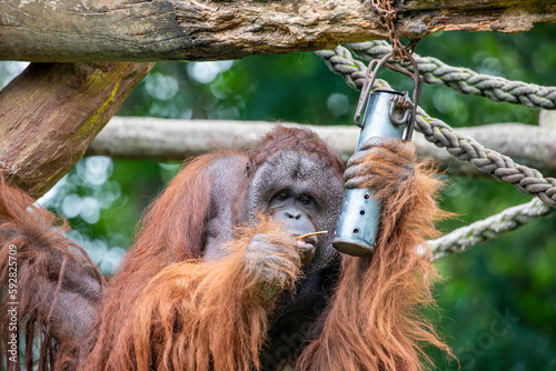 A male Bornean orangutan try to use stick to get food from a container.  
This is kind of enrichment activity in zoo. photo