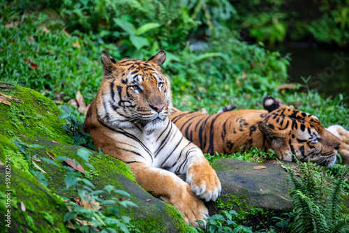 The Bengal tiger (Panthera tigris tigris) was estimated at comprising fewer than 2,500 wild individuals by 2011. 
The coat is yellow to light orange, with stripes ranging from dark brown to black.