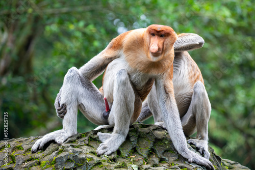 The proboscis monkey stands on the rock and show red color penis. It is a reddish-brown arboreal Old World monkey with an unusually large nose. It is endemic to the southeast Asian island of Borneo.