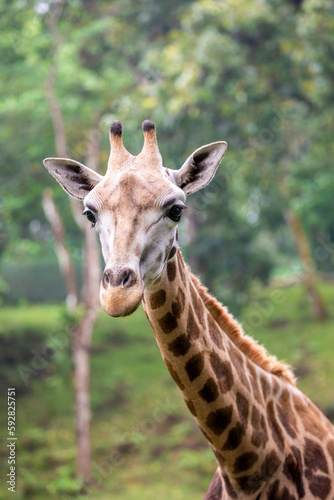 the closeup image of giraffe. A tall African hoofed mammal belonging to the genus Giraffa. It is the tallest living terrestrial animal and the largest ruminant on Earth.  © Danny Ye