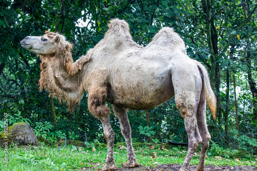 the closeup image of Bactrian camel (Camelus bactrianus). A large even-toed ungulate native to the steppes of Central Asia. It has two humps on its back. It has served as pack animals in inner Asia. 
