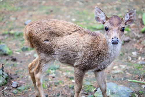 The juvenile Javan rusa (Rusa timorensis), it is a deer native to Indonesia and East Timor. Introduced populations exist in a wide variety of locations in the Southern Hemisphere.