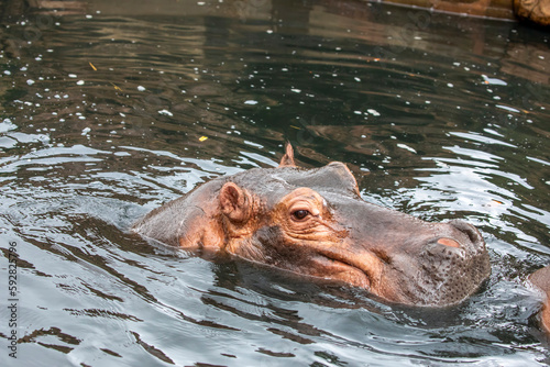 a hippo is in the pond. The common hippopotamus (Hippopotamus amphibius), or hippo, is a large, mostly herbivorous, semiaquatic mammal native to sub-Saharan Africa.