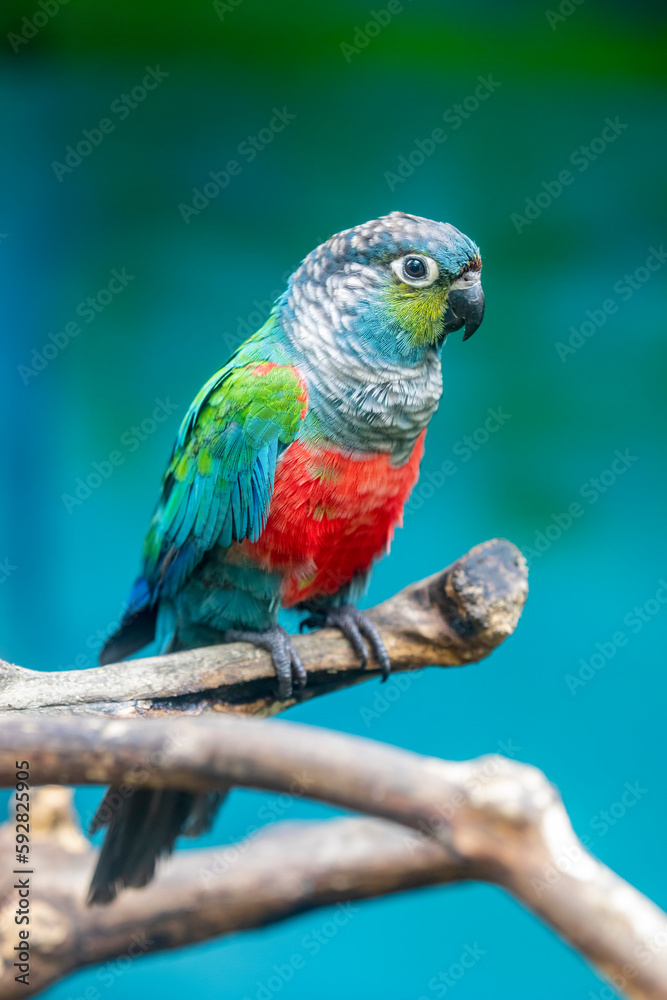 Crimson-bellied parakeet (Pyrrhura perlata) is a species of parrot in the family Psittacidae.
adults are partly green in colour. They have yellow and green cheeks, turning to blue on lower cheeks. 