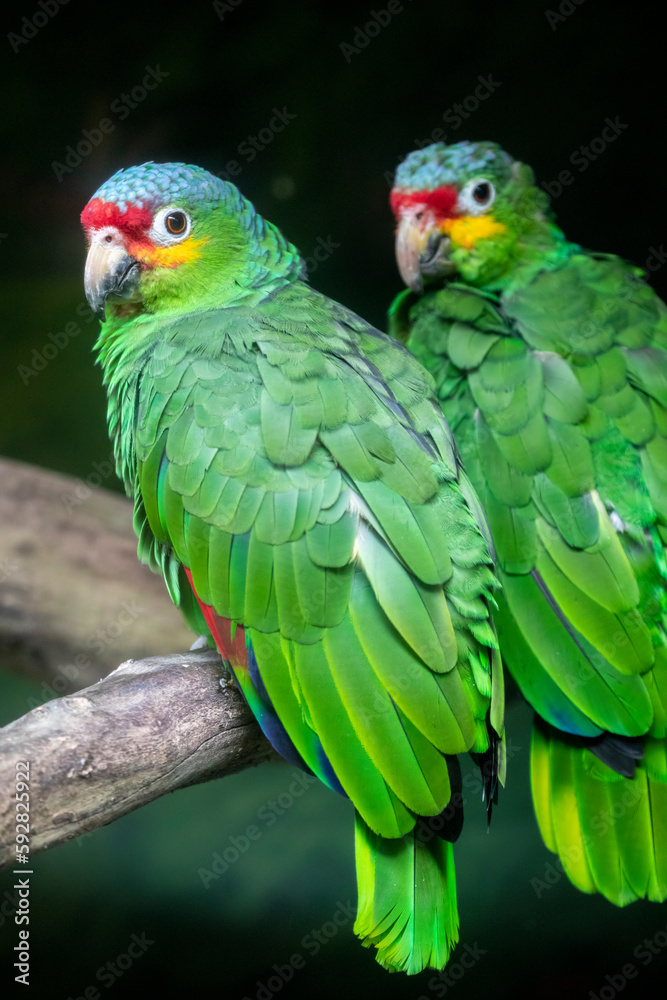 The lilacine amazon (Amazona autumnalis lilacina)  is an amazon parrot native to Ecuador in South America. 
The lilacine amazon is generally smaller than its related subspecies, with a black beak