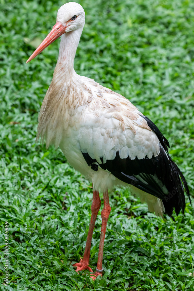 Fototapeta premium The white stork (Ciconia ciconia) is a large bird in the stork family, Ciconiidae. Its plumage is mainly white, with black on the bird's wings. Adults have long red legs and long pointed red beaks.