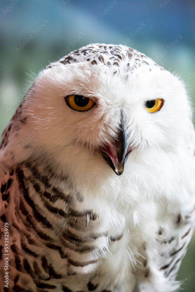 Fototapeta premium The closeup image of snowy owl (Bubo scandiacus) . It is a large, white owl of the true owl family. Snowy owls are native to Arctic regions in North America and Eurasia. 
