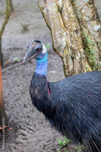 The dwarf cassowary (Casuarius bennetti)  is the smallest of the three species of cassowaries.
It is distributed throughout mountain forests of New Guinea, New Britain, and Yapen Island, photo