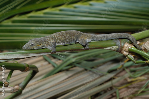 Prehensiletail Geckos Reptile close up on a leaf photo