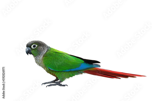 Colorful Maroon-bellied Parakeet isolated on transparent background png file