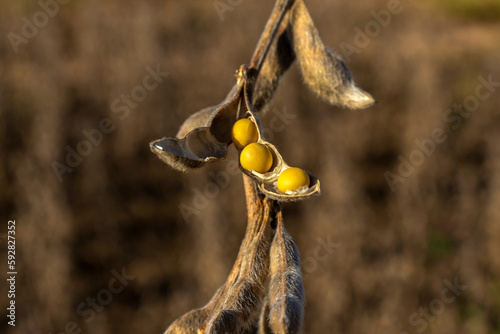 Ripe soybean plantation, ready for harvest, in Brazil © AlfRibeiro