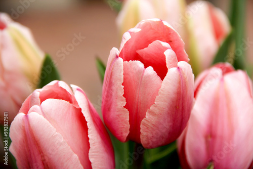 Fototapeta Naklejka Na Ścianę i Meble -  Pink textured tulips closeup during Spring Season 