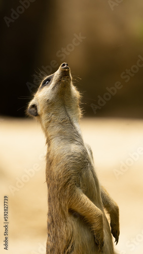 Funny posing meerkat/suricate closeup portrait filmed in Botswana desert © Taras