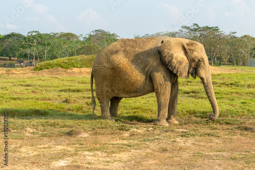 African elephants in the wild  beautiful landscape