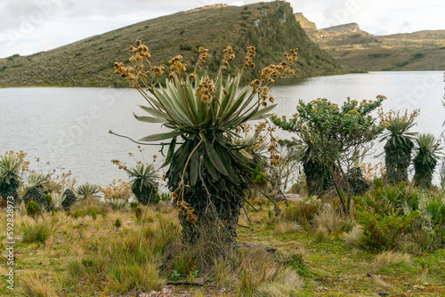 Paramo de Chingaza in Colombia, frailejones, espeletia grandiflora, endemic flowers of the paramo of south america, the lake of Siecha