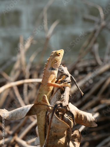 Male Oriental garden or Eastern garden or Changeable lizard on a branch with natural brown lbackground., Lizard in Thailand photo