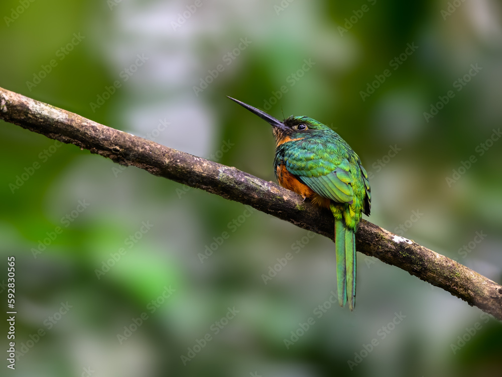 Fototapeta premium Rufous-tailed Jacamar portrait on stick in Costa Rica