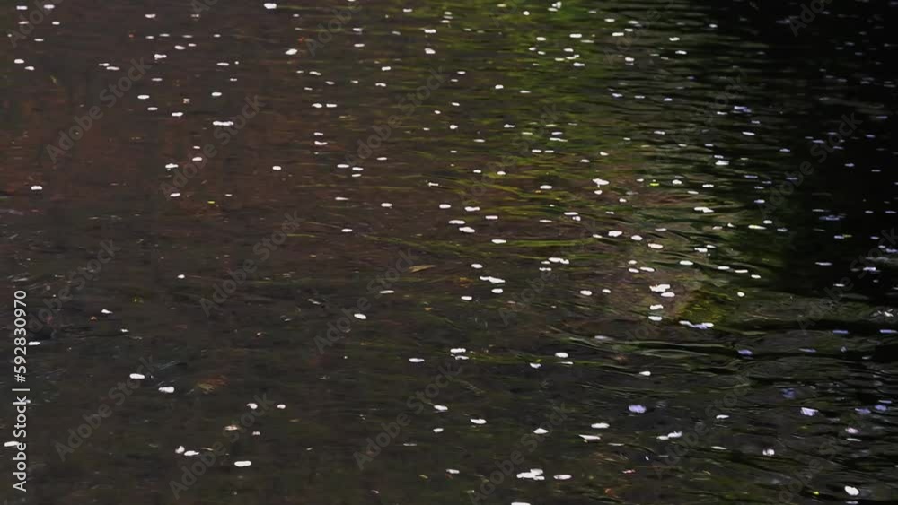 桜の花びらが流れる川 桜の花びらが流れる川