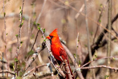 The northern cardinal (Cardinalis cardinalis). Male in spring during  bird courtship sitting on a branch tree © karel