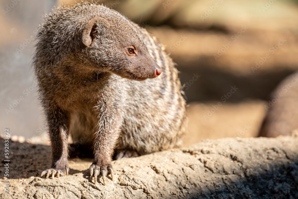 The banded mongoose (Mungos mungo) is a mongoose species native from the Sahel to Southern Africa. It lives in savannas, open forests and grasslands and feeds primarily on beetles and millipedes. The banded mongoose (Mungos mungo) is a mongoose species native from the Sahel to Southern Africa. It lives in savannas, open forests and grasslands and feeds primarily on beetles and millipedes.
