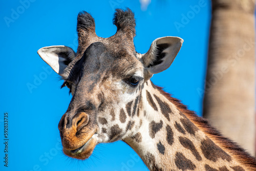 Fototapeta Naklejka Na Ścianę i Meble -  The Masai giraffe (Giraffa tippelskirchi) is native to East Africa.
With distinctive, irregular, jagged, star-like blotches that extend from the hooves to its head. The national animal of Tanzania.