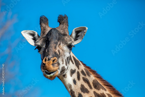 The Masai giraffe (Giraffa tippelskirchi) is native to East Africa.
With distinctive, irregular, jagged, star-like blotches that extend from the hooves to its head. The national animal of Tanzania.