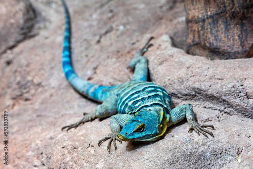 The Baja blue rock lizard is a species of large, diurnal phrynosomatid lizard.
It has a flattened body with small, smooth, granular scales and slightly keeled scales near the tail.  photo