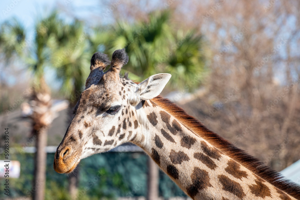 The Masai Giraffe Giraffa Tippelskirchi Is Native To East Africa 