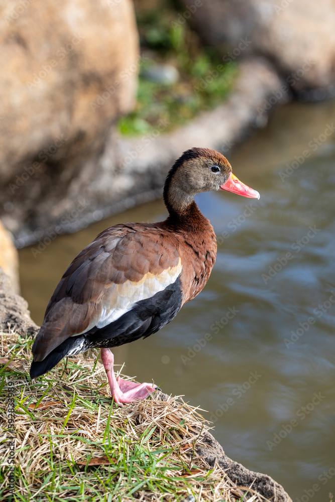 The black-bellied whistling duck (Dendrocygna autumnalis) is a whistling duck that breeds from the southernmost United States and tropical Central to south-central South America. The black-bellied whistling duck (Dendrocygna autumnalis) is a whistling duck that breeds from the southernmost United States and tropical Central to south-central South America.