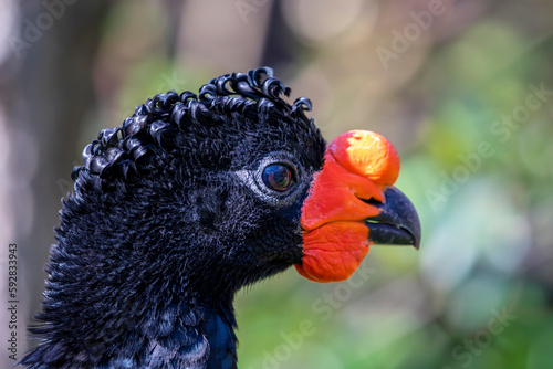 The wattled curassow (Crax globulosa) is a threatened member of the family Cracidae, the curassows, guans, and chachalacas. It is found in remote rainforests in the western Amazon basin. photo