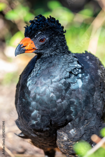 The wattled curassow (Crax globulosa) is a threatened member of the family Cracidae, the curassows, guans, and chachalacas. It is found in remote rainforests in the western Amazon basin. photo