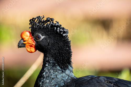 The wattled curassow (Crax globulosa) is a threatened member of the family Cracidae, the curassows, guans, and chachalacas. It is found in remote rainforests in the western Amazon basin. photo