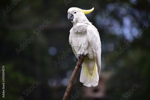 The sulphur crested cockatoo, Cacatua galerita is a relatively large white cockatoo found in wooded habitats in  Moluccas and Papua and some of the islands of Indonesia. photo