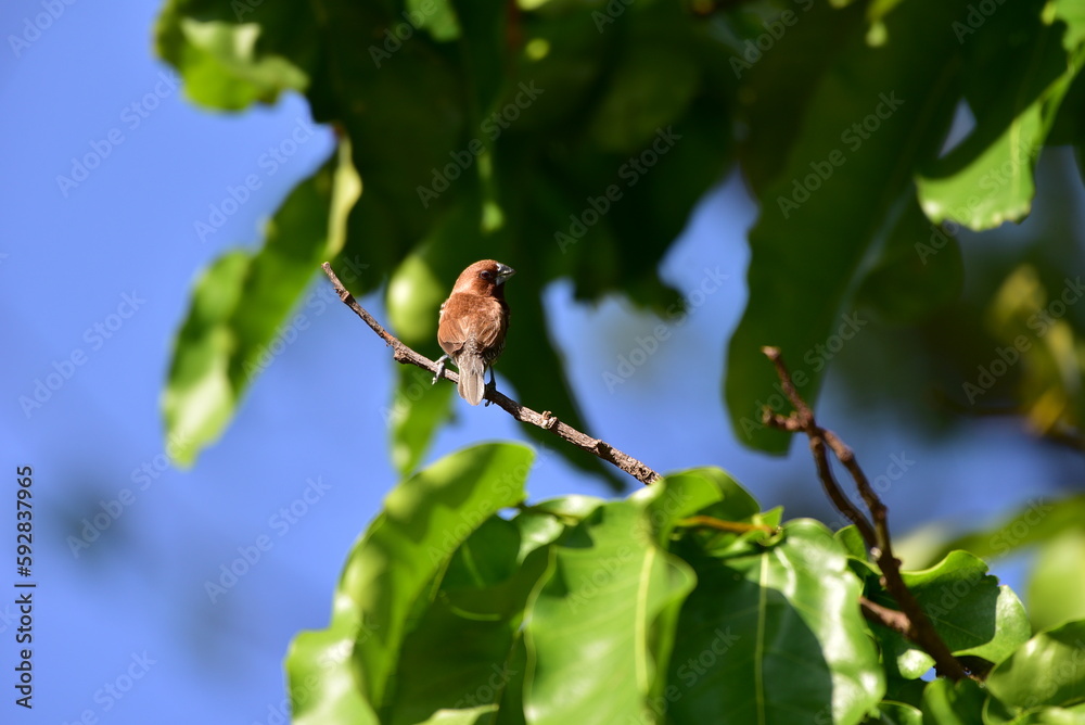 Obraz premium The scaly breasted munia or spotted munia perching on branch, Lonchura punctulata, known as nutmeg mannikin or spice finch, is a sparrow sized estrildid finch 