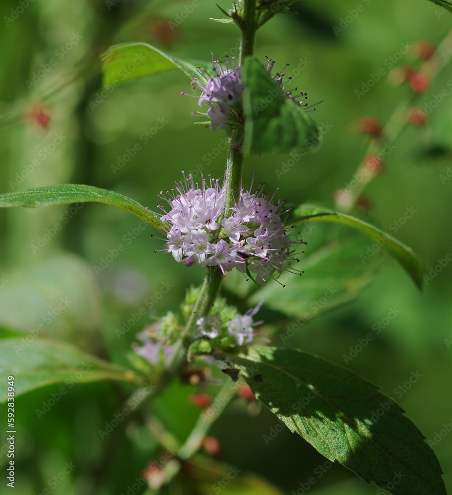 Peppermint (Mentha x piperita L.), perennial herb in the family Lamiaceae, genus Hakka. Peppermint (Mentha x piperita L.), perennial herb in the family Lamiaceae, genus Hakka.