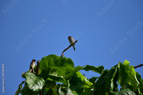 The scaly breasted munia or spotted munia perching on branch, Lonchura punctulata, known as nutmeg mannikin or spice finch, is a sparrow sized estrildid finch  photo