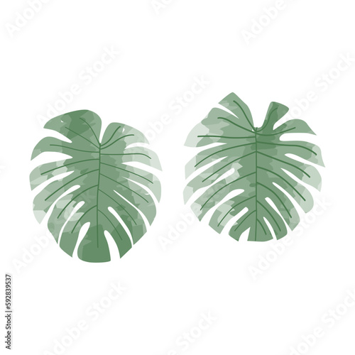 Monstera leaves watercolor elements set